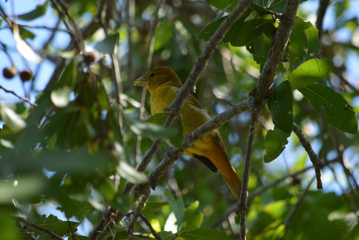 Summer Tanager - ML625066758