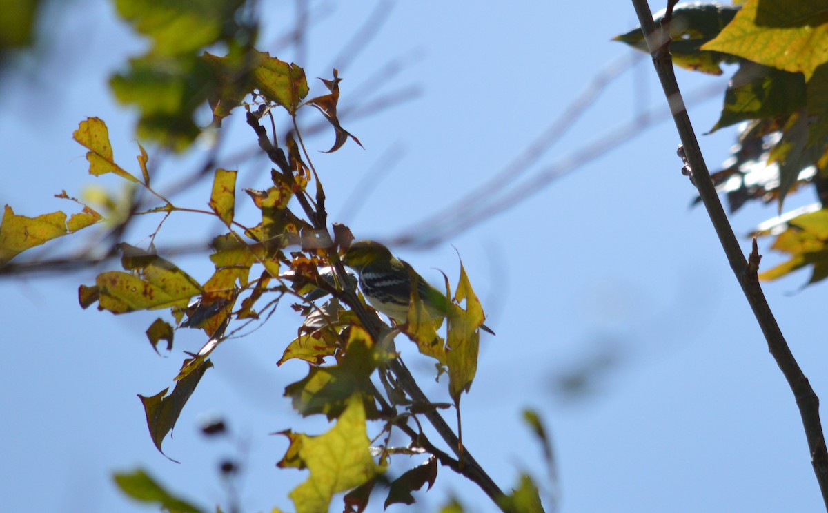 Black-throated Green Warbler - ML625066789