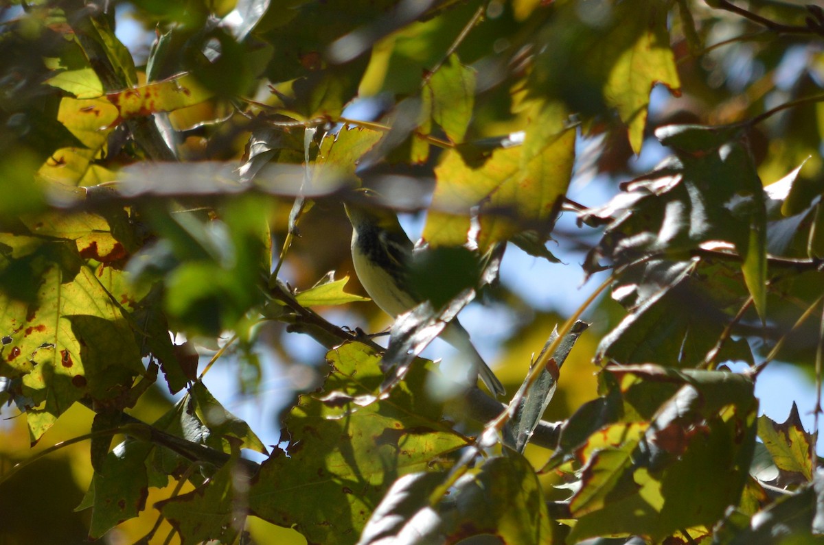 Black-throated Green Warbler - ML625066790