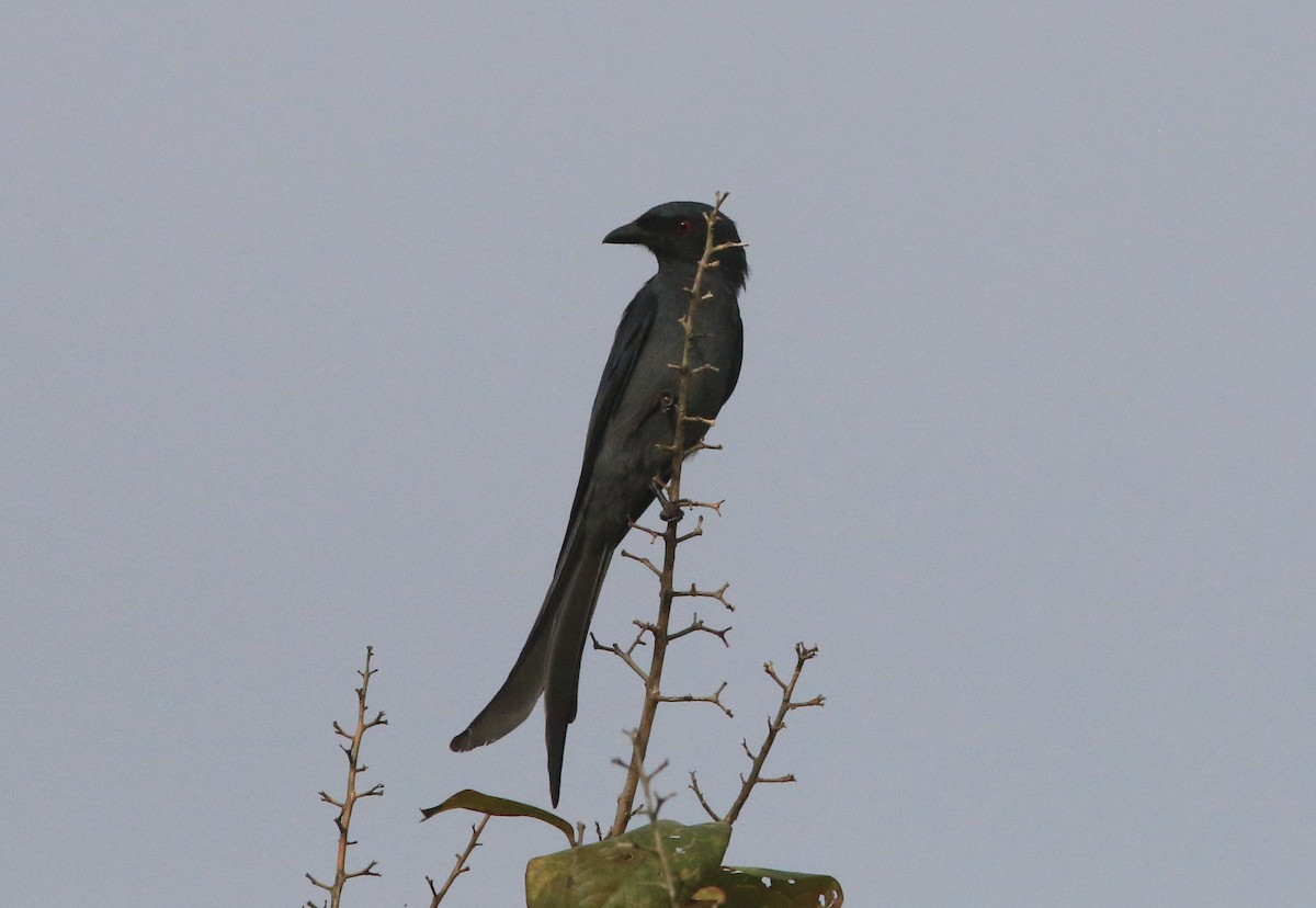 Ashy Drongo - ML625066968