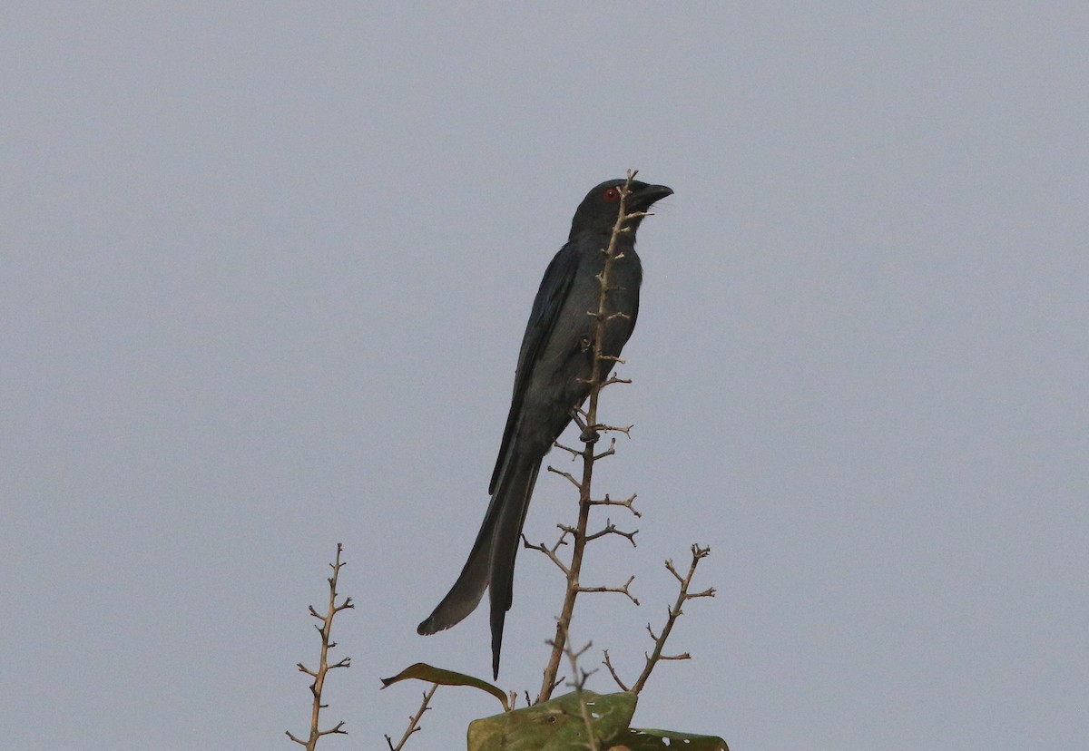 Ashy Drongo - ML625066988