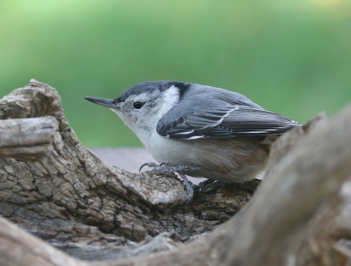 White-breasted Nuthatch - ML625067004