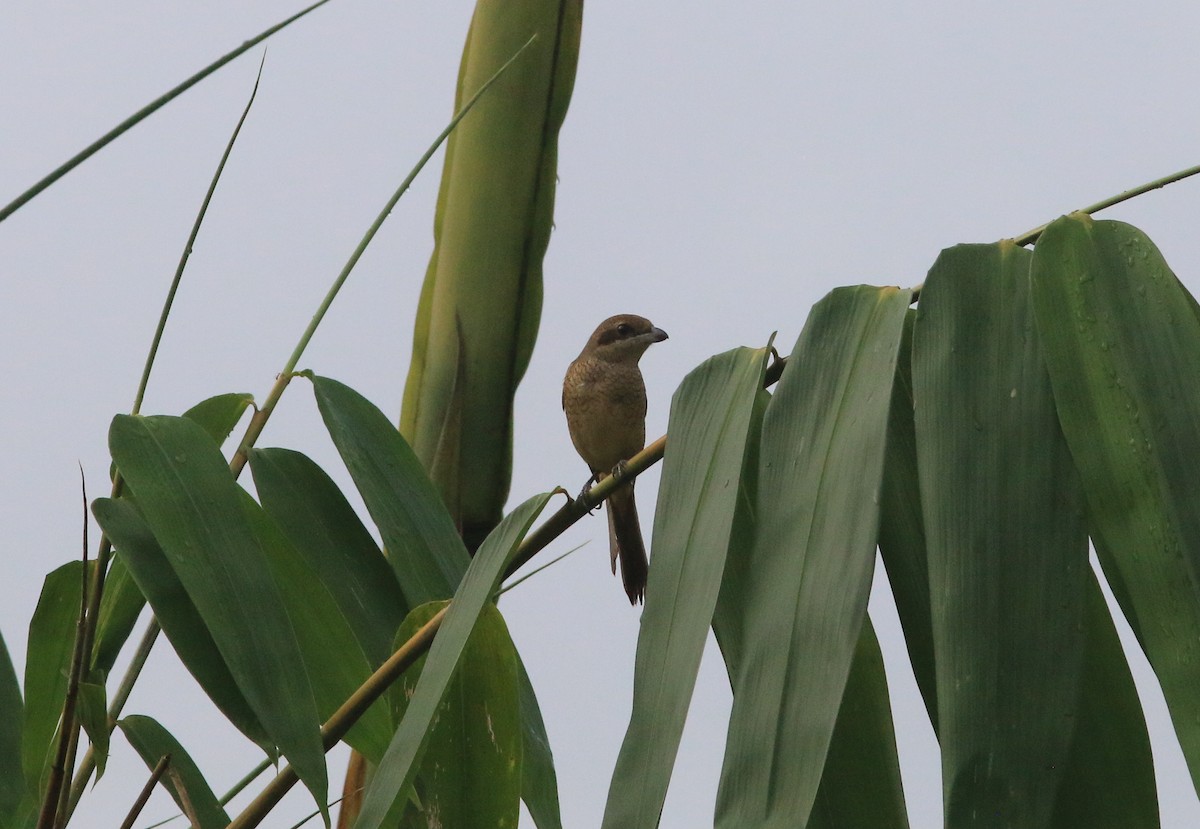 Brown Shrike - ML625067020