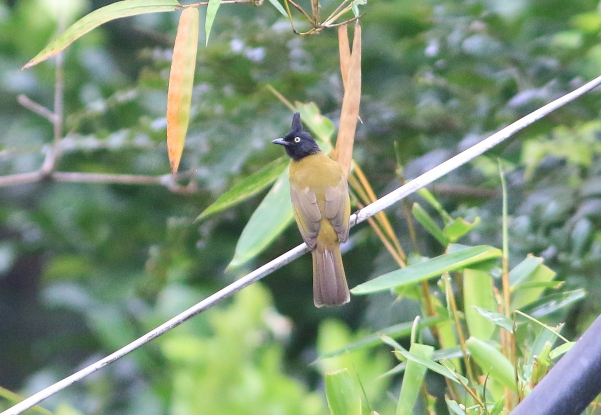 Black-crested Bulbul - ML625067039