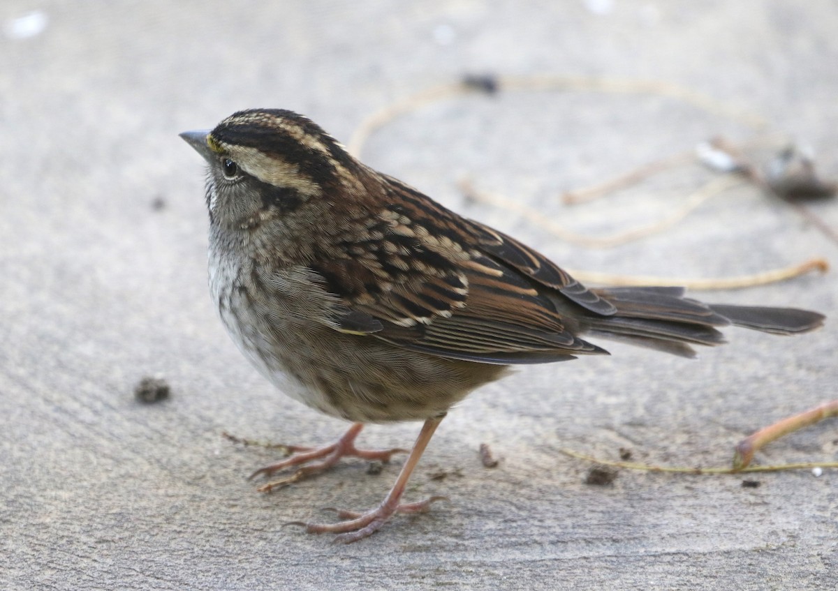 White-throated Sparrow - ML625067061