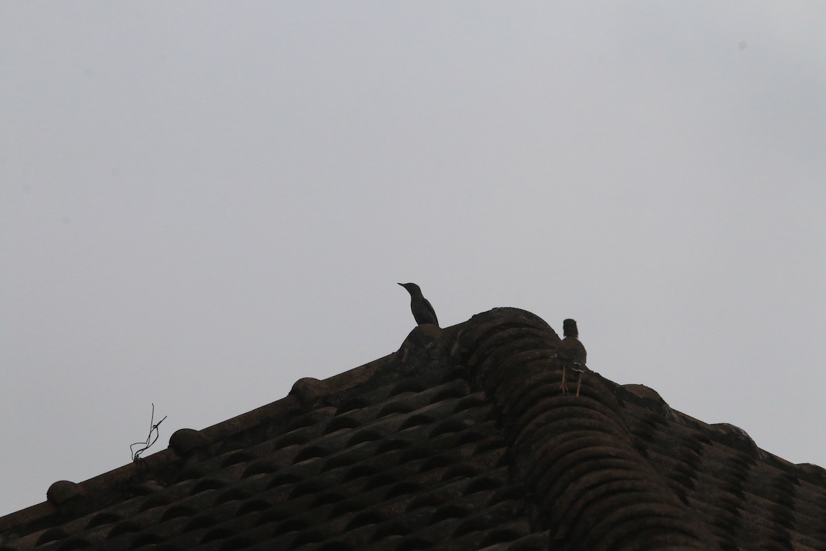 Blue Rock-Thrush - ML625067069