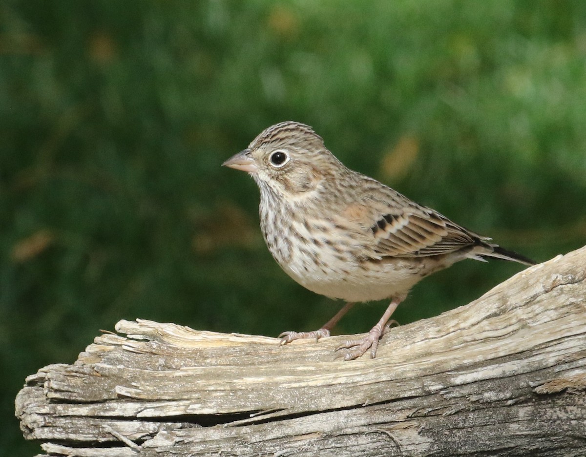 Vesper Sparrow - ML625067083