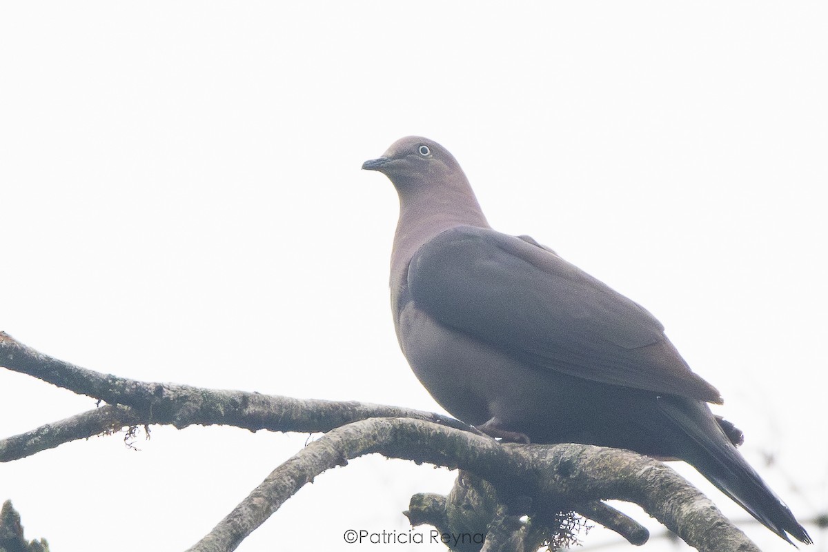 Plumbeous Pigeon - ML625067113