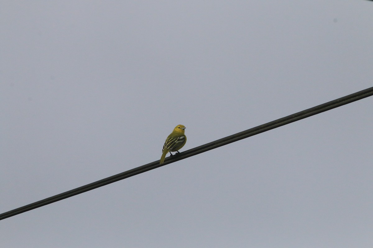 Common Iora - ML625067126