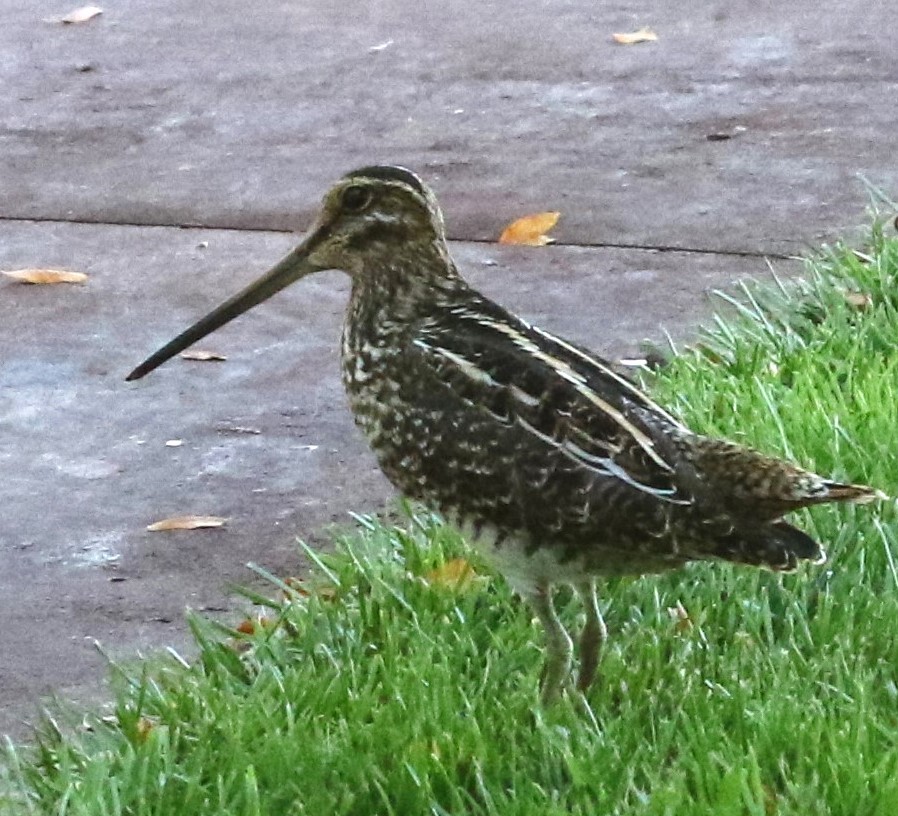 Wilson's Snipe - ML625067173