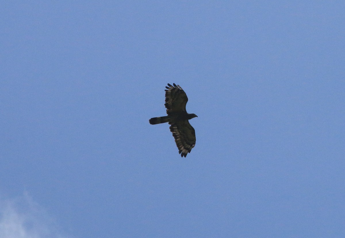 Oriental Honey-buzzard - ML625067184