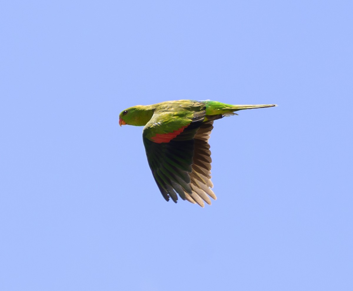 Red-winged Parrot - ML625067218