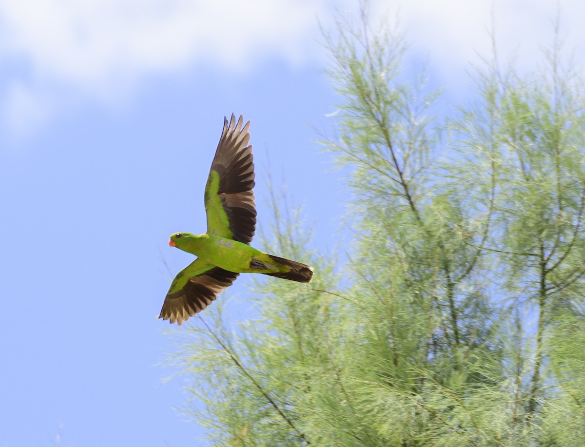 Red-winged Parrot - ML625067219