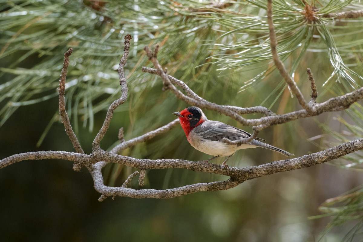 Red-faced Warbler - ML625067395