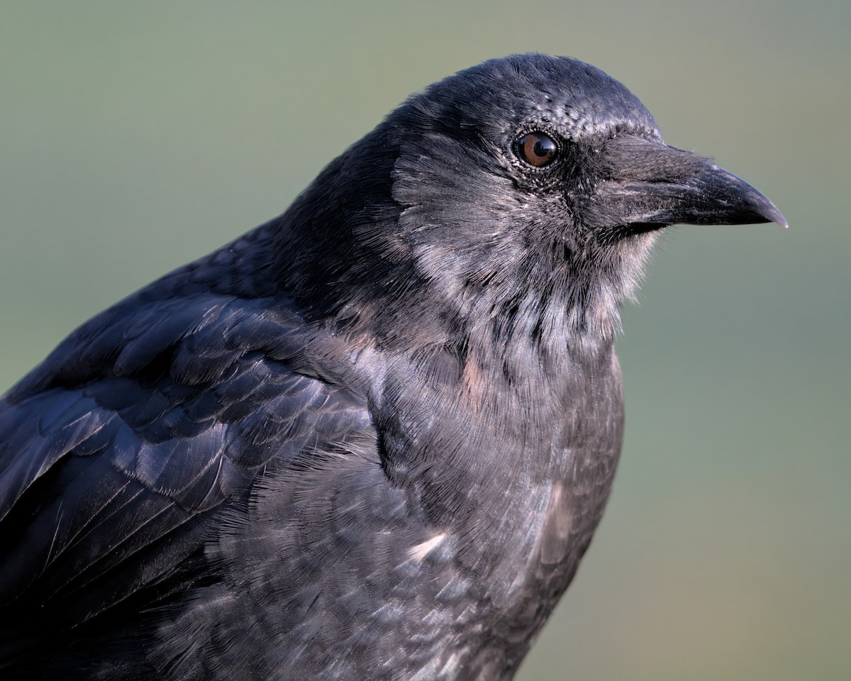 American Crow - ML625067437