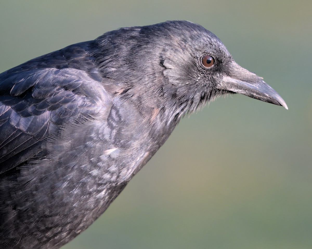 American Crow - ML625067438