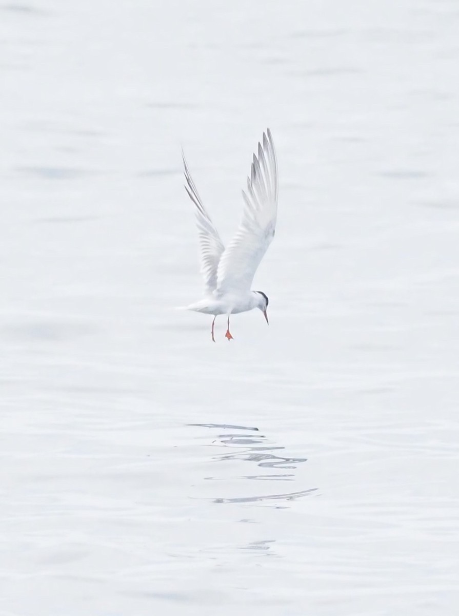 Common Tern - ML625067670