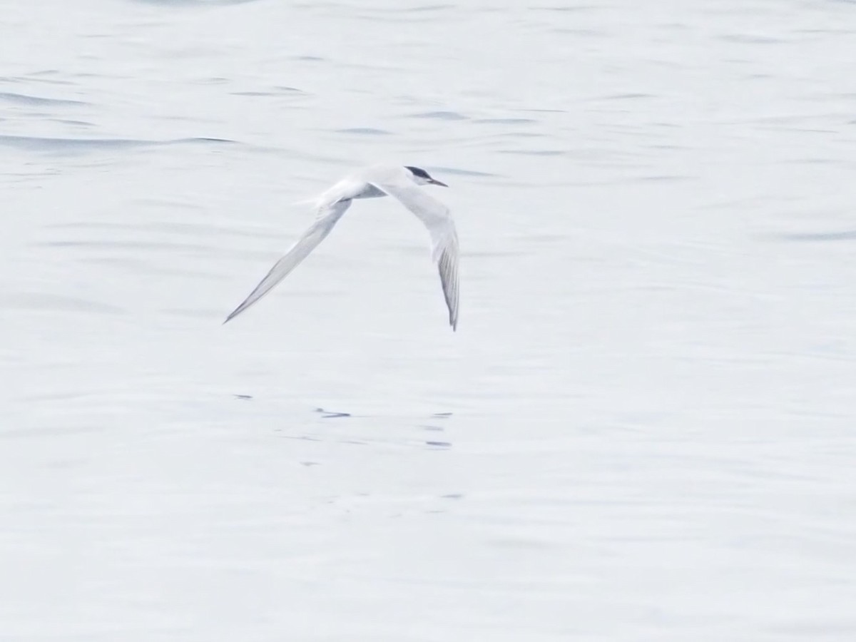 Common Tern - ML625067671