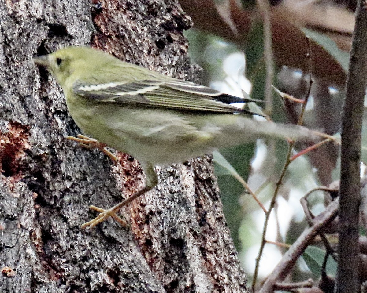 Blackpoll Warbler - ML625067689