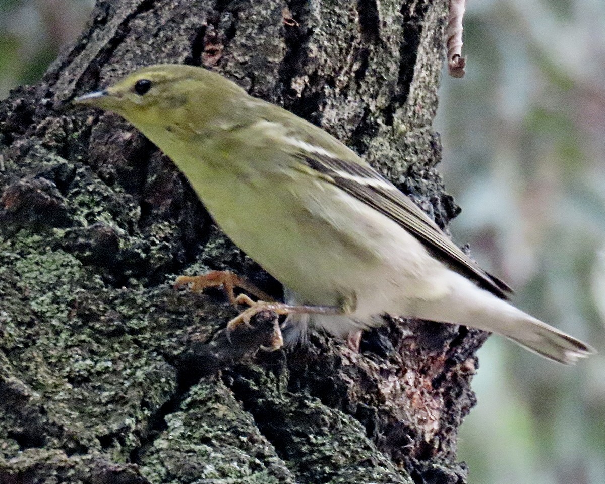 Blackpoll Warbler - ML625067707