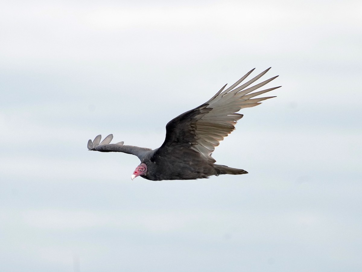 ML625067729 Turkey Vulture Macaulay Library