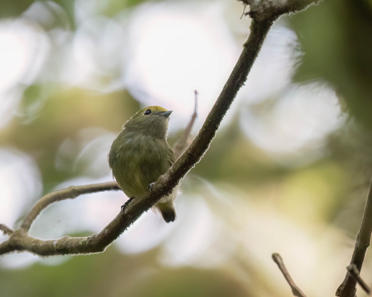 Blue-rumped Manakin - ML625067994