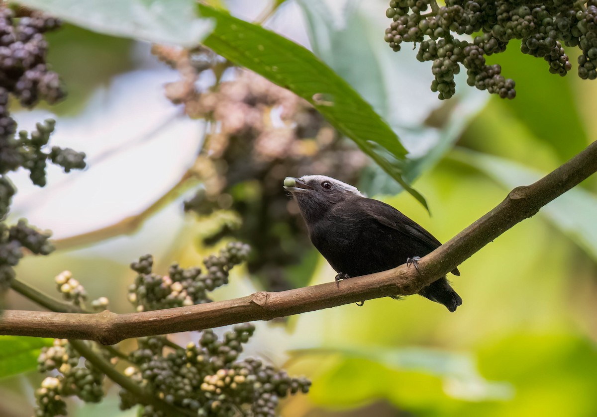 Blue-rumped Manakin - ML625067995