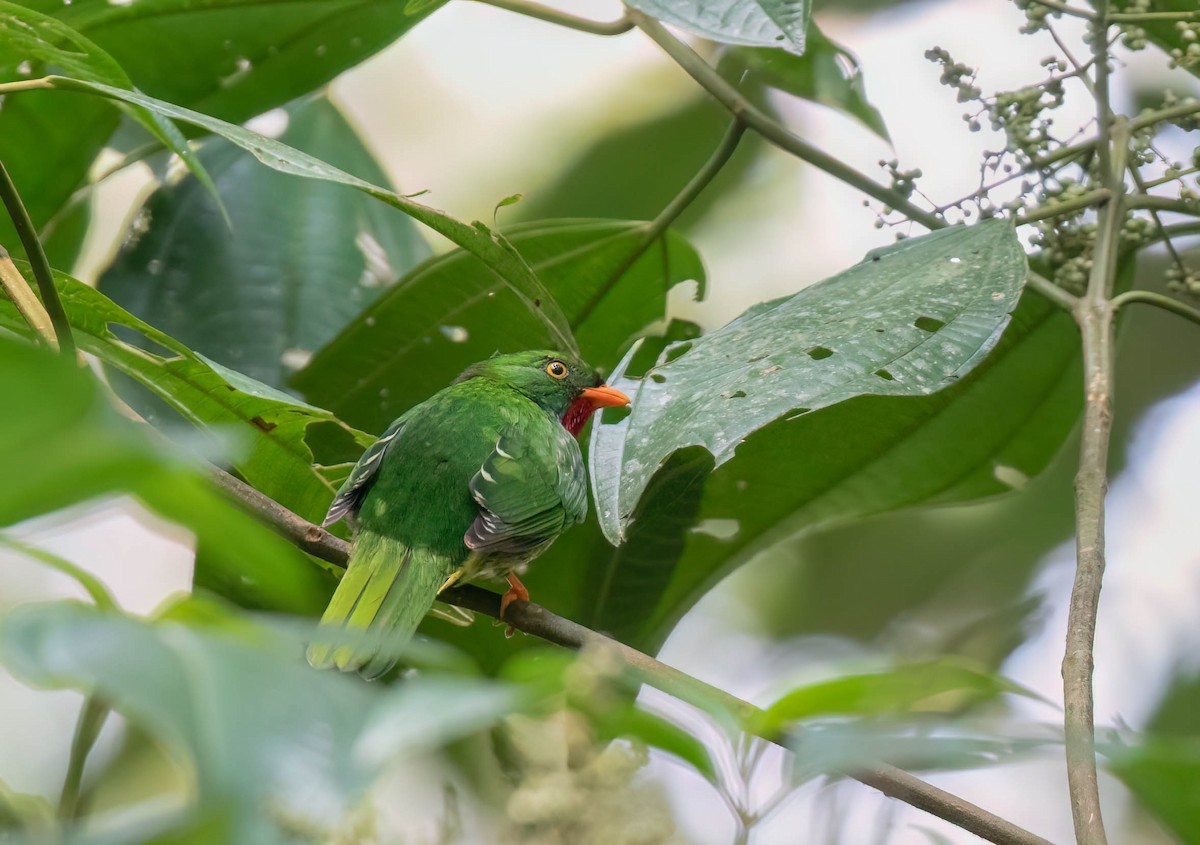 Scarlet-breasted Fruiteater - ML625067996