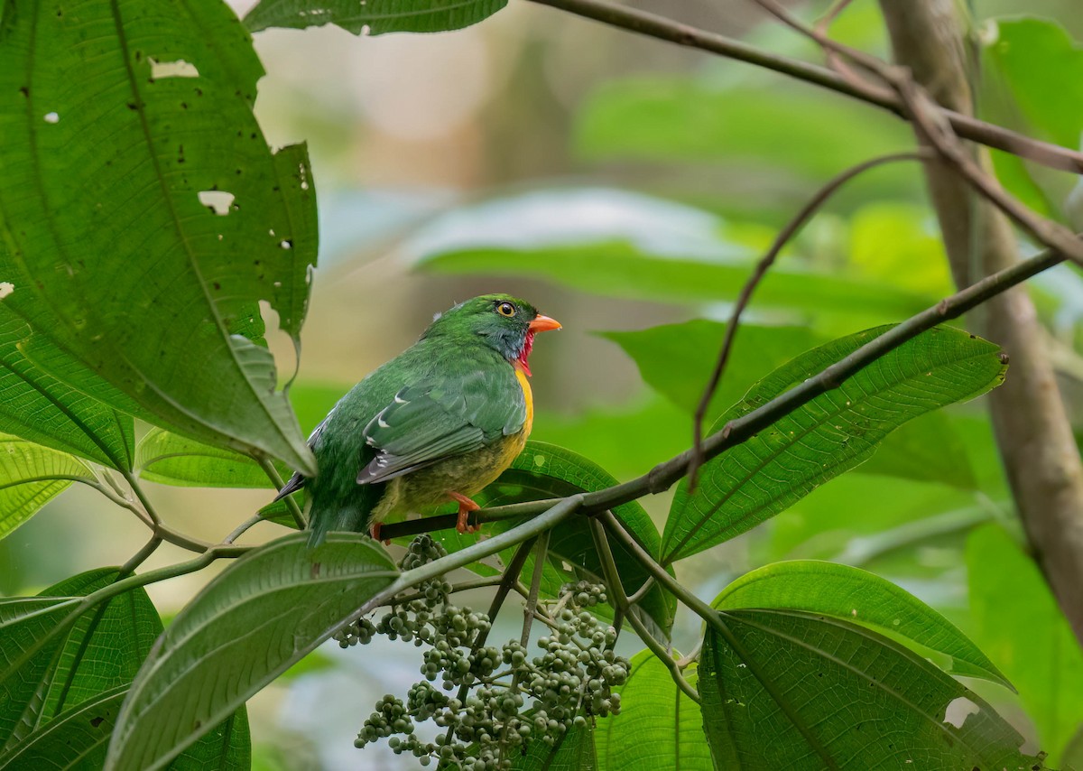 Scarlet-breasted Fruiteater - ML625067997