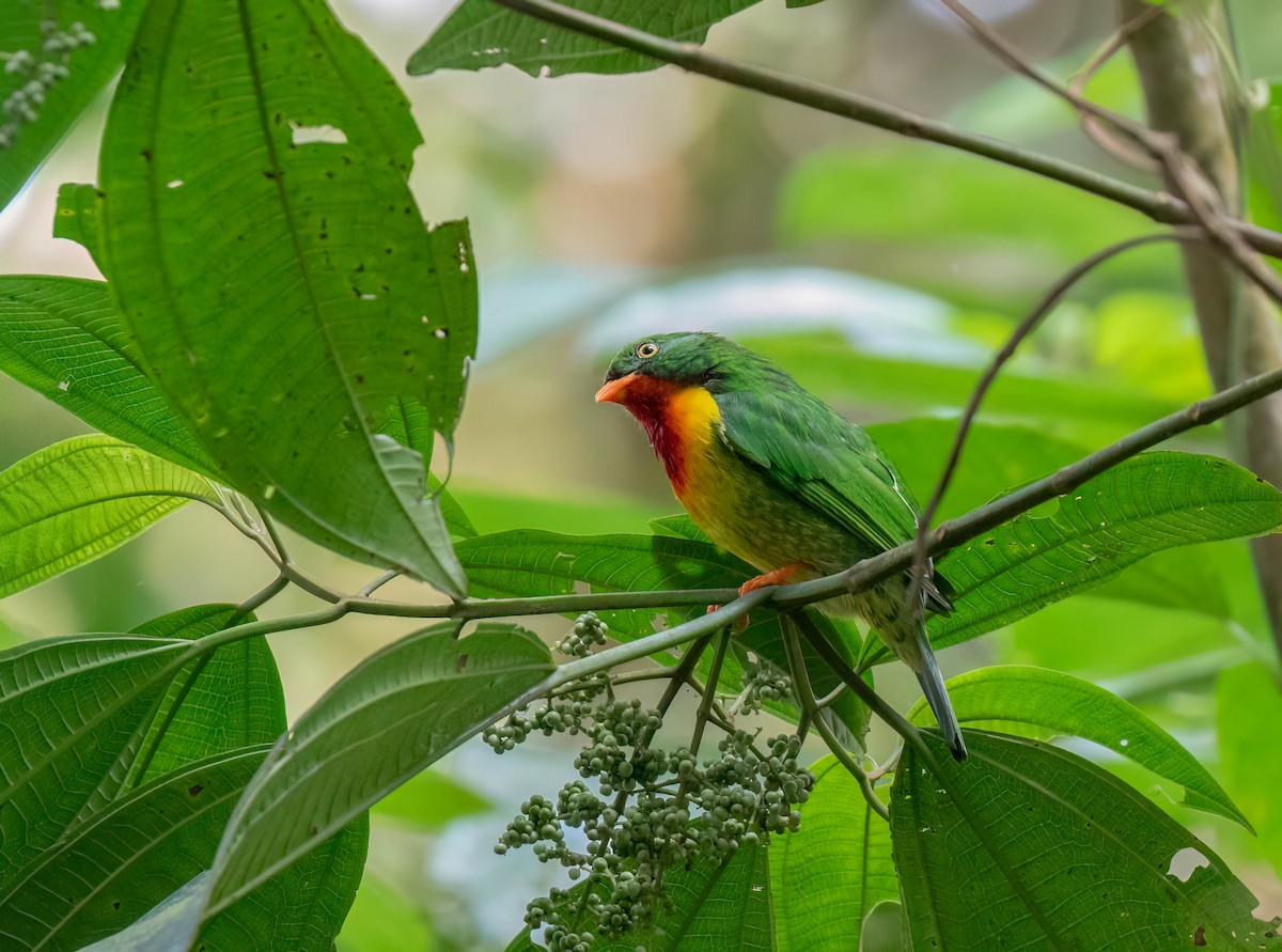 Scarlet-breasted Fruiteater - ML625067998