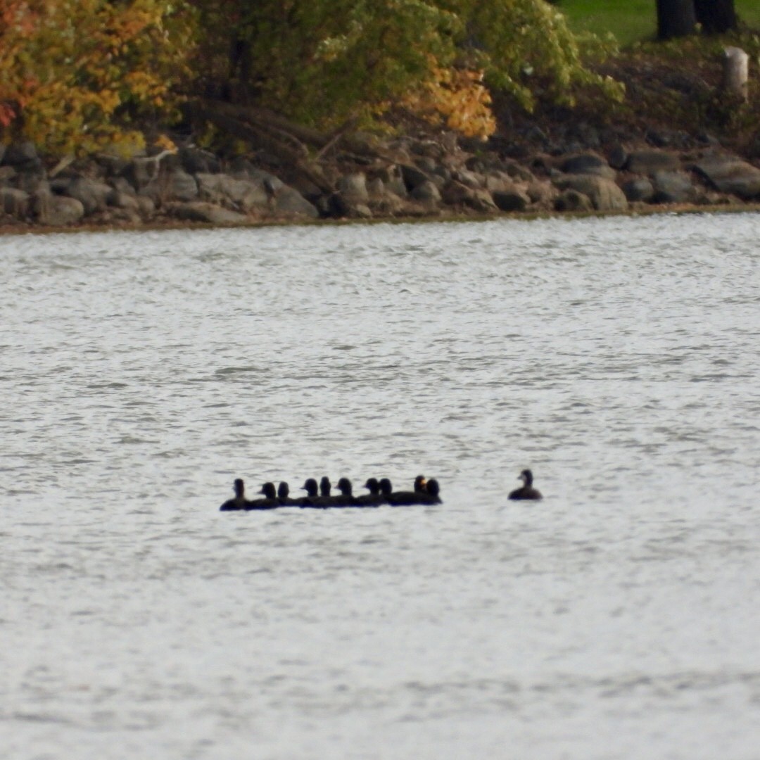 Black Scoter - ML625068007