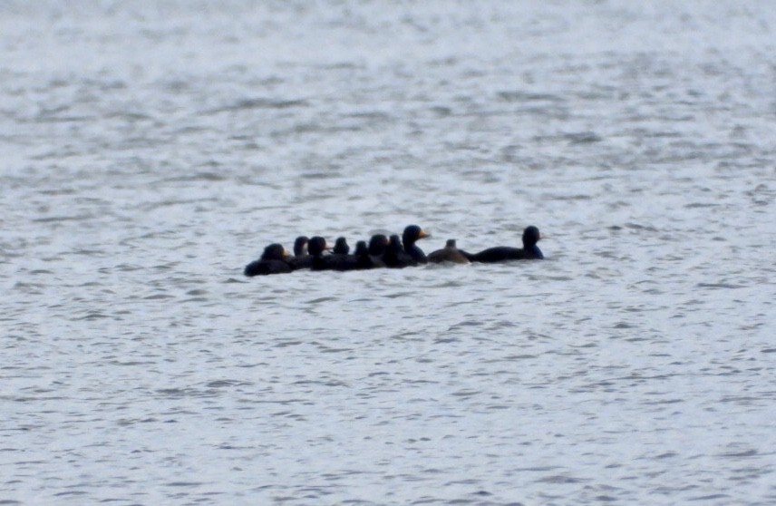 Black Scoter - ML625068008