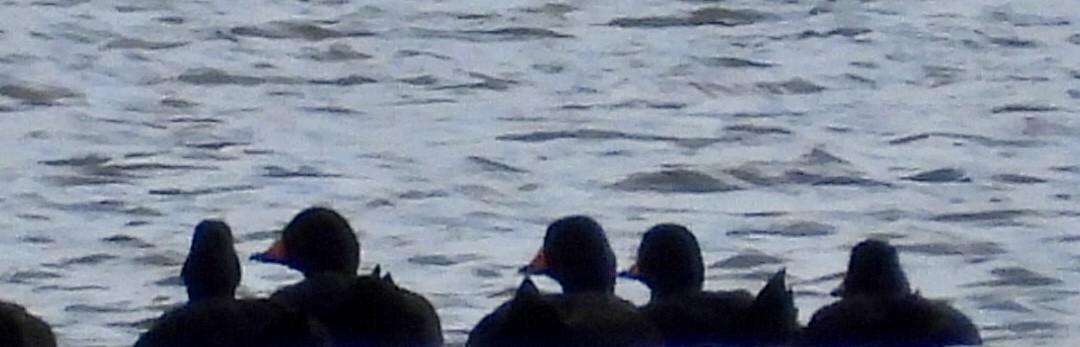 Black Scoter - ML625068009