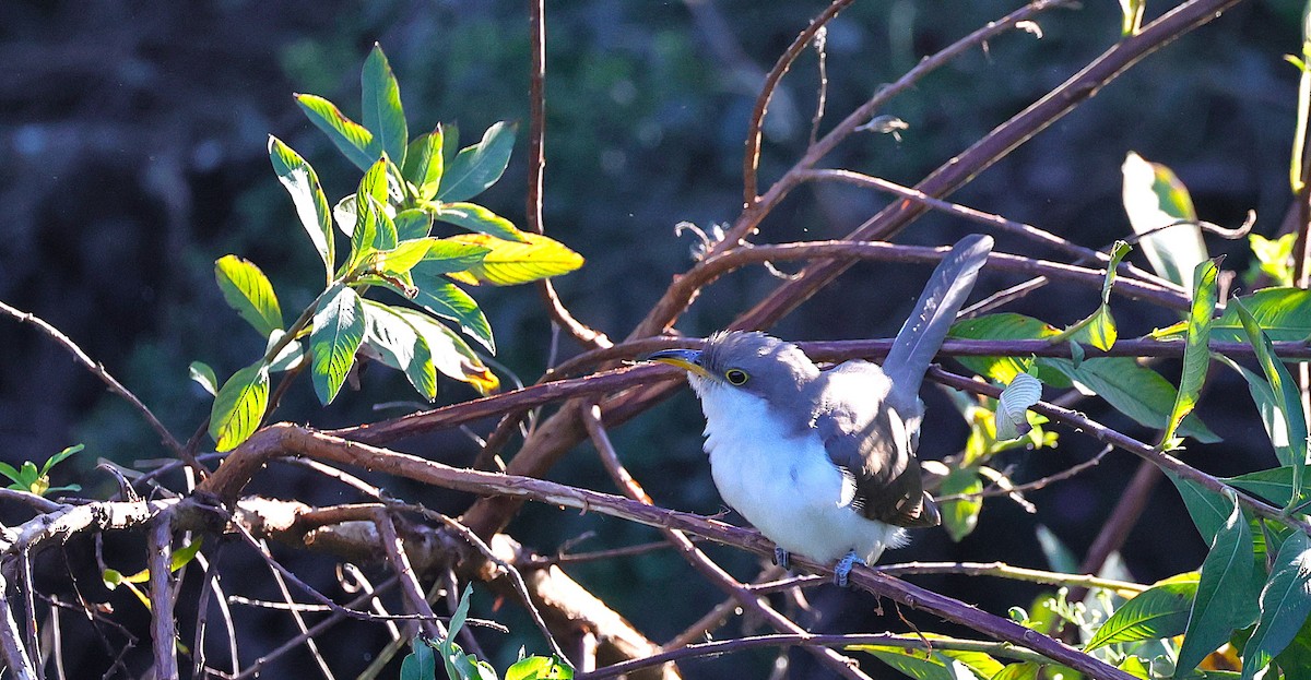 Yellow-billed Cuckoo - ML625068078