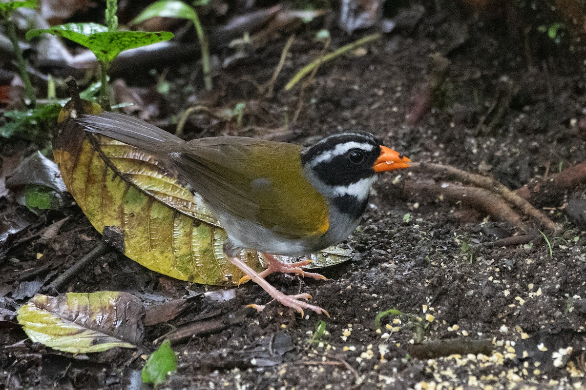 Orange-billed Sparrow - ML625068263