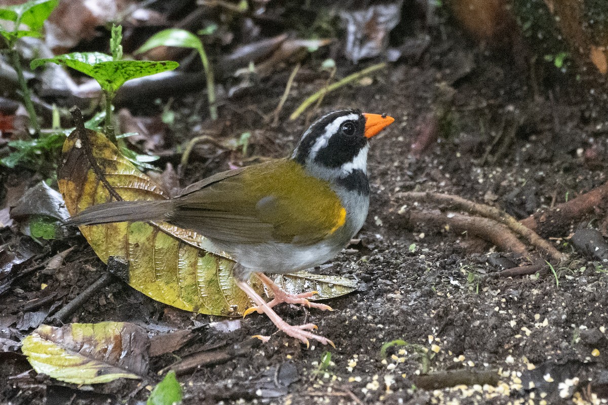 Orange-billed Sparrow - ML625068264