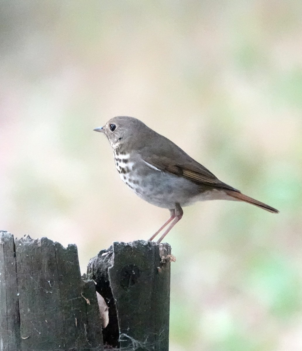 Hermit Thrush - ML625068280