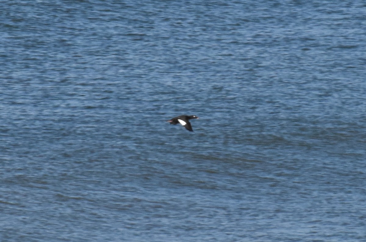 White-winged Scoter - ML625068752