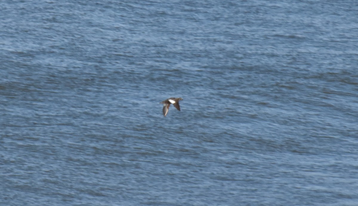 White-winged Scoter - ML625068753