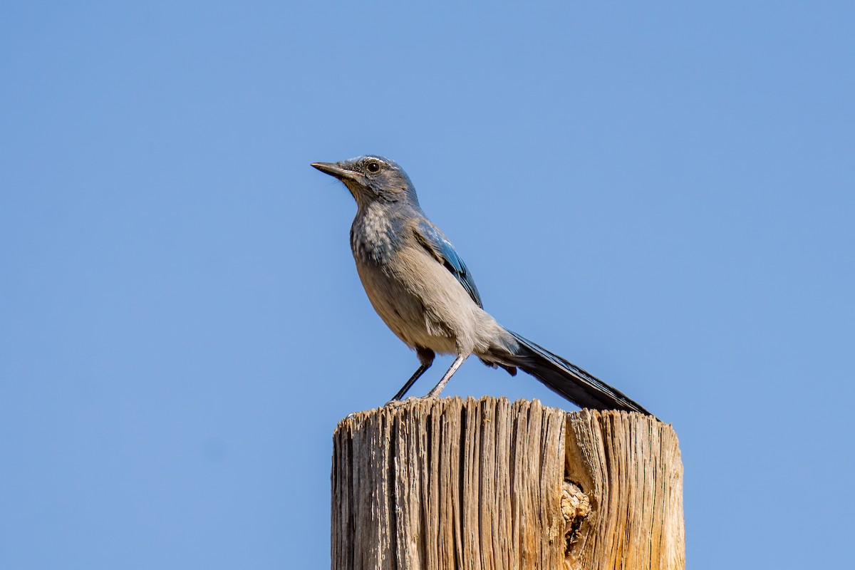Woodhouse's Scrub-Jay - ML625068936