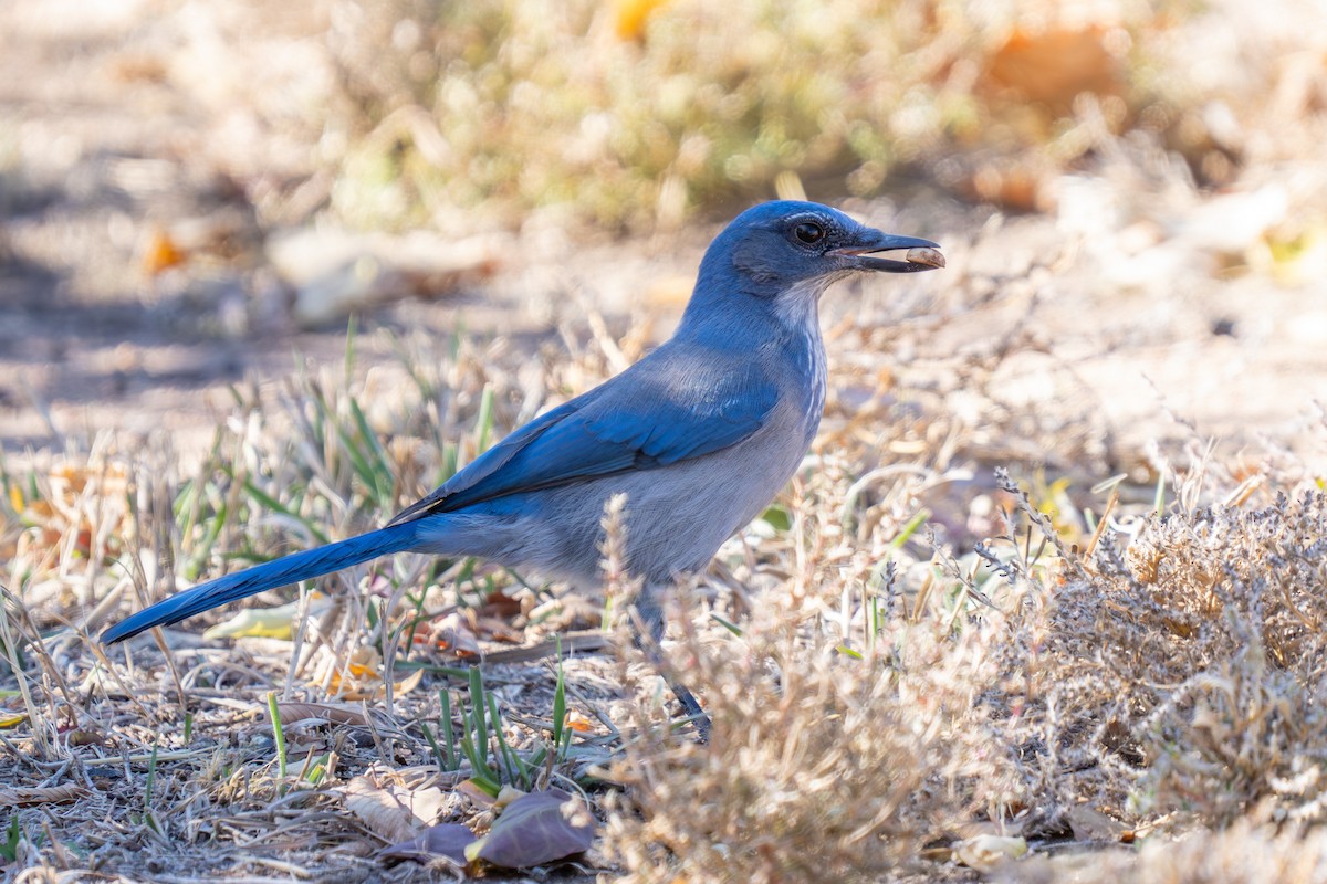Woodhouse's Scrub-Jay - ML625068938