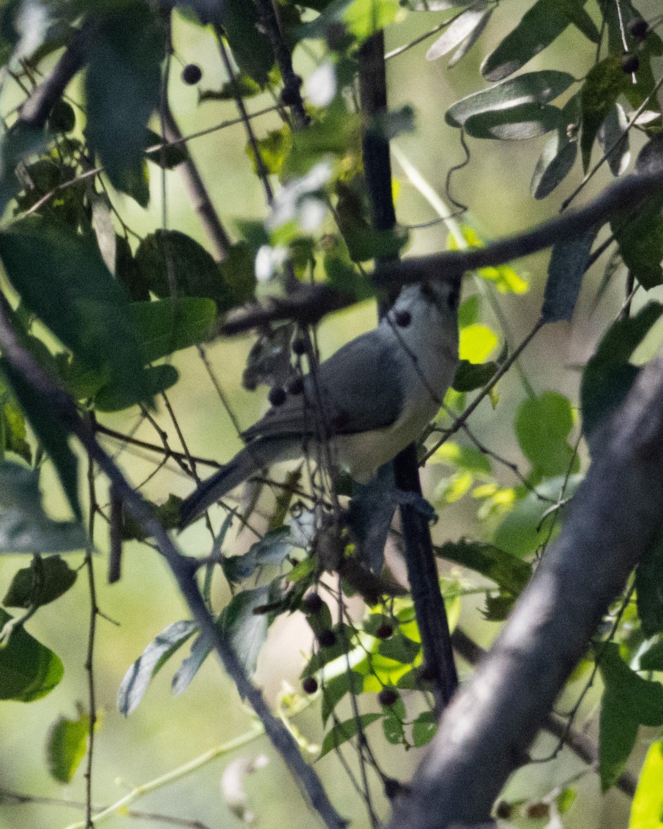 Black-crested Titmouse - ML625069071