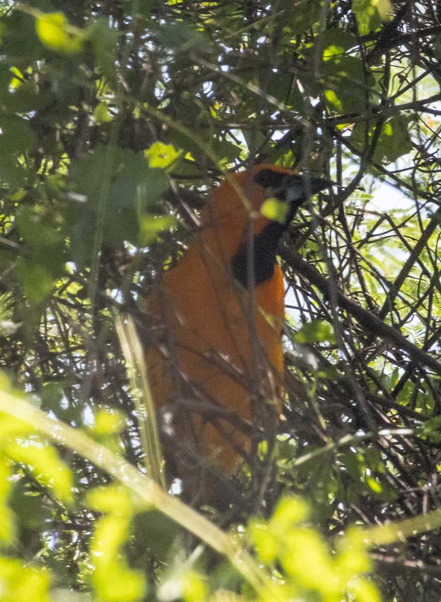 Altamira Oriole - ML625069076