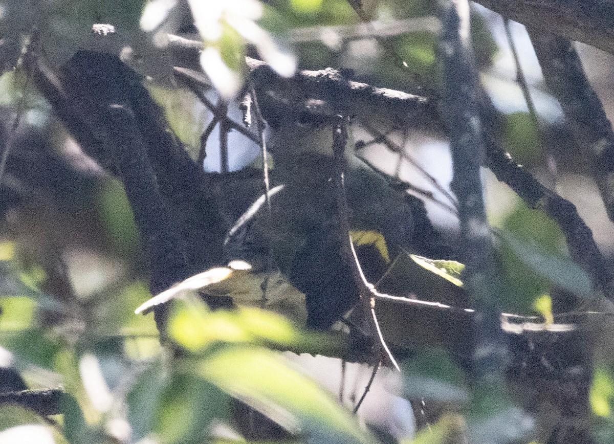 American Redstart - ML625069079