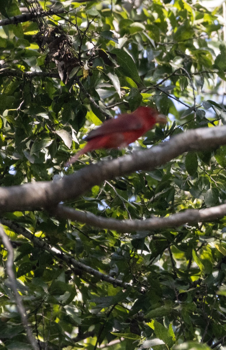 Summer Tanager - ML625069085