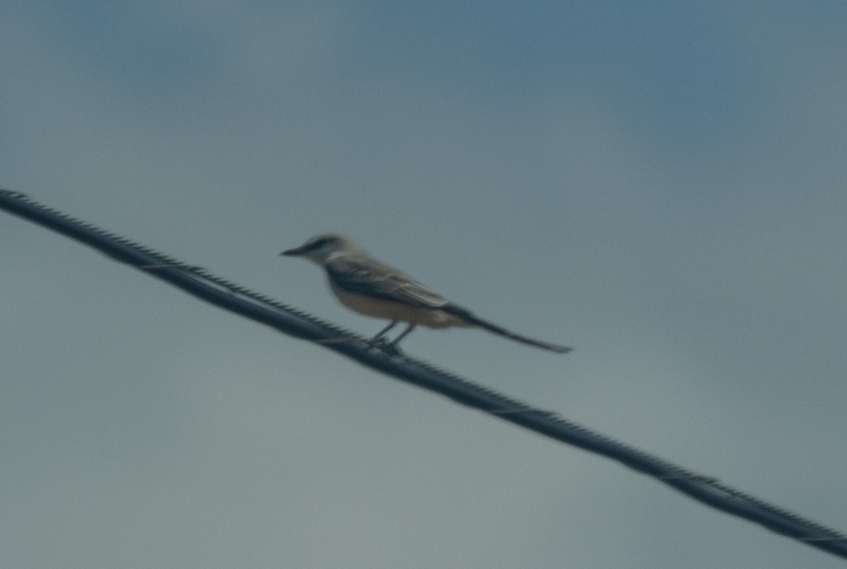 Scissor-tailed Flycatcher - ML625069099