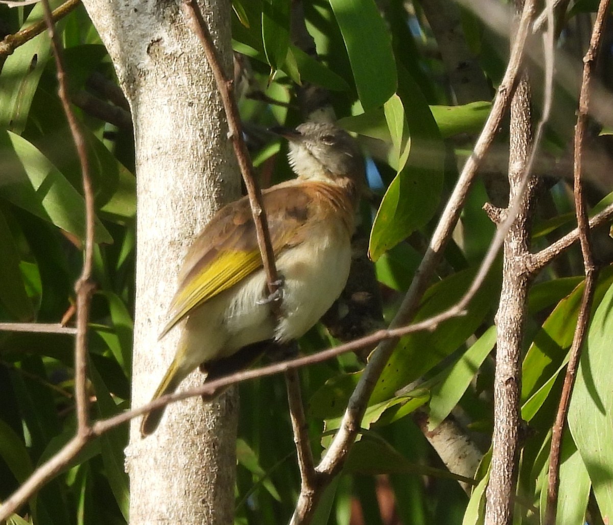 Rufous-banded Honeyeater - ML625069348