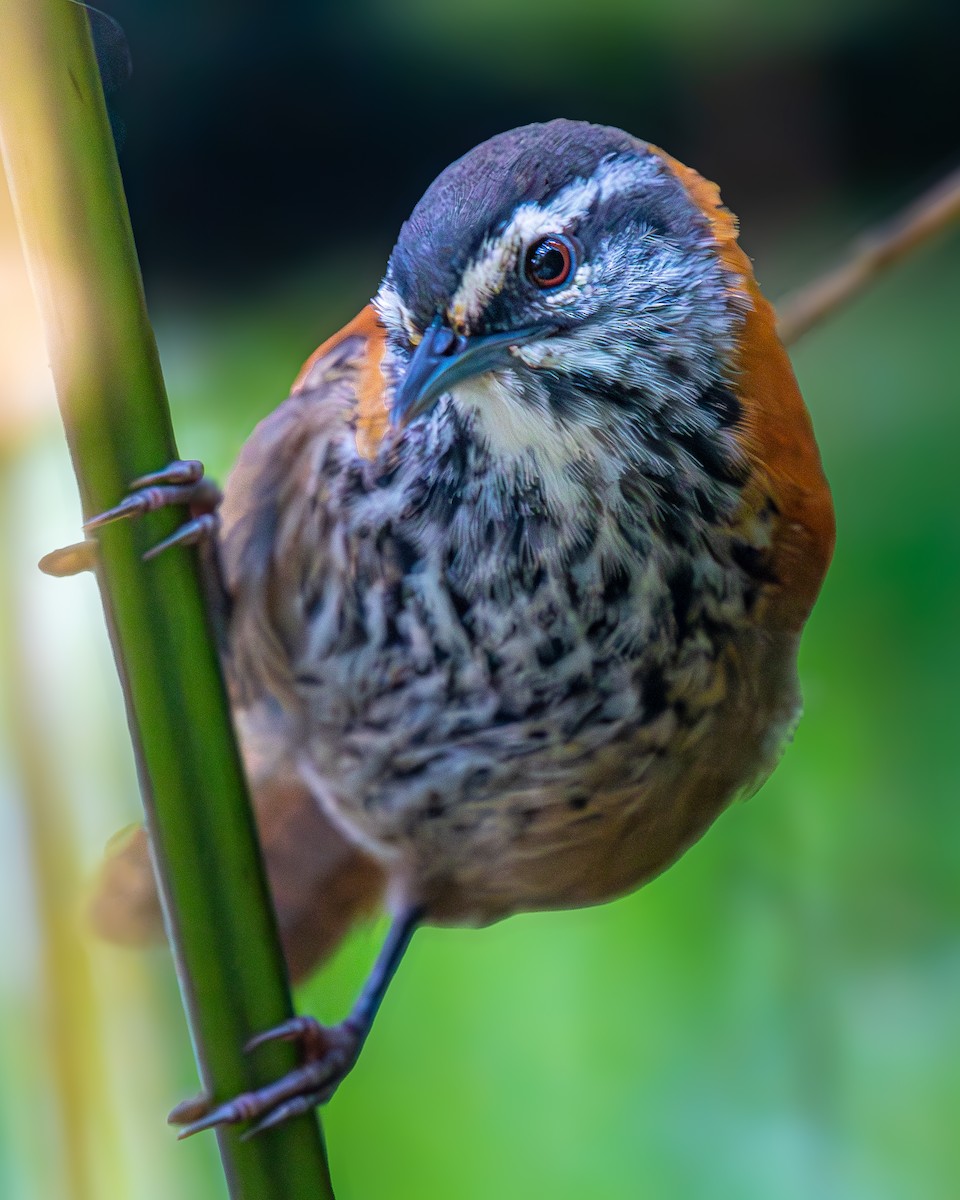 Inca Wren - ML625069375