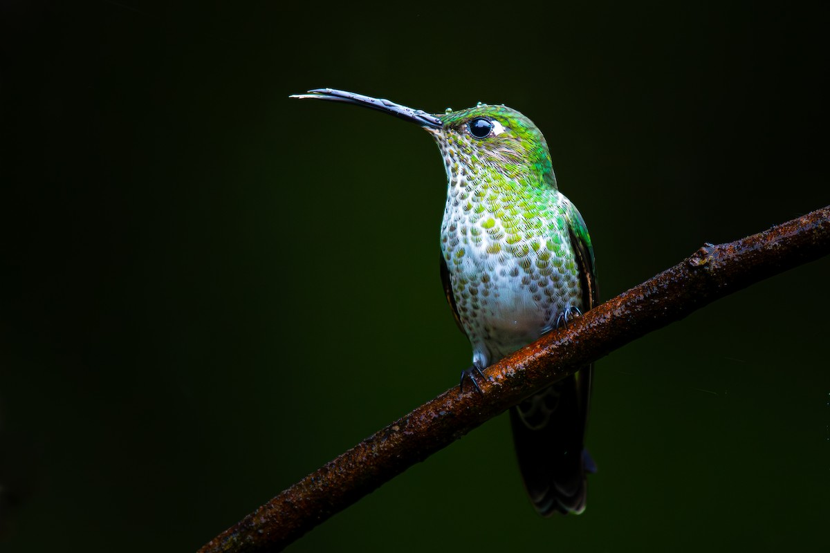 Many-spotted Hummingbird - ML625069590