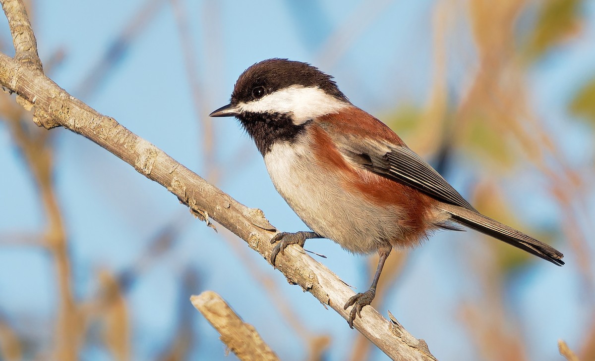 Chestnut-backed Chickadee - ML625069674